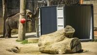 slon transportbalaZOO1